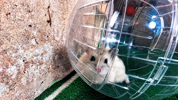 Hamster spår VM Musse
